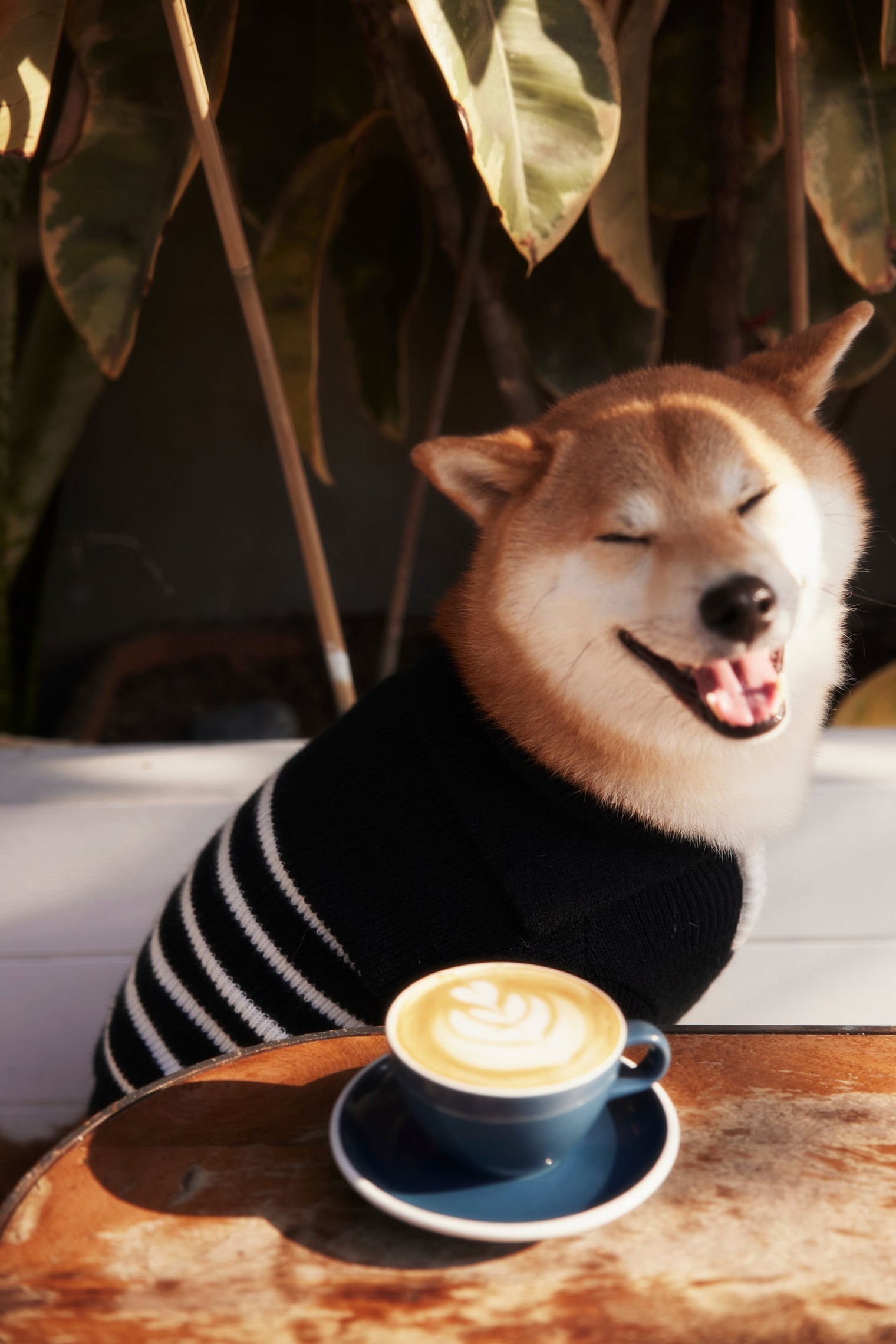 Coffee Fur Dates with Hoshi