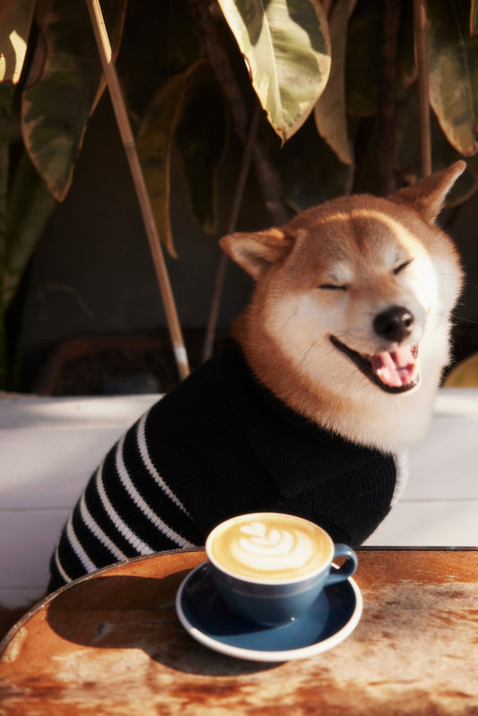 Coffee Fur Dates with Hoshi