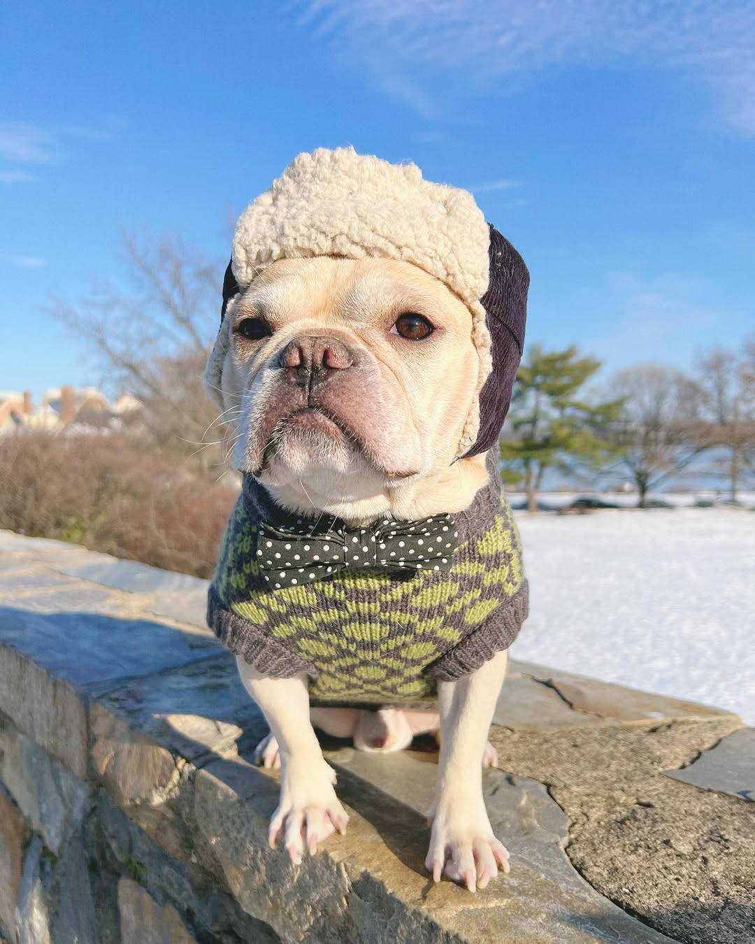 French Bulldog Sweater Fit Guide: How to Fit Broad Chests (2025 Edition)