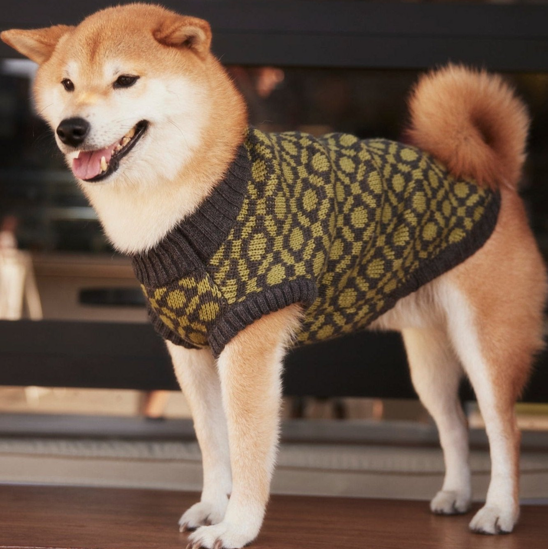 The Matcha olive green ribbed knit dog sweater, side view on a small dog