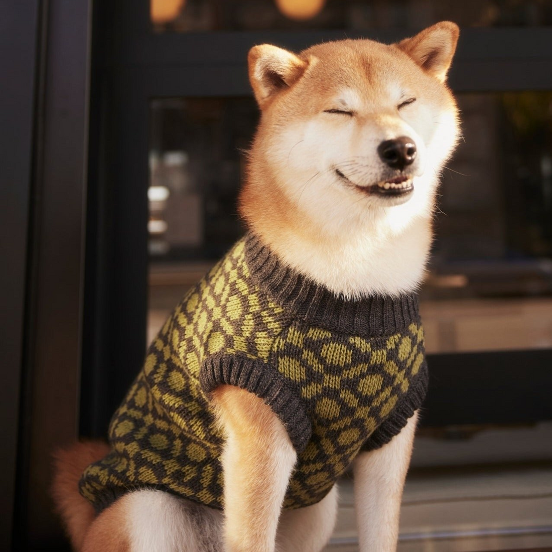 Small dog in the Matcha olive green ribbed dog sweater, studio photo