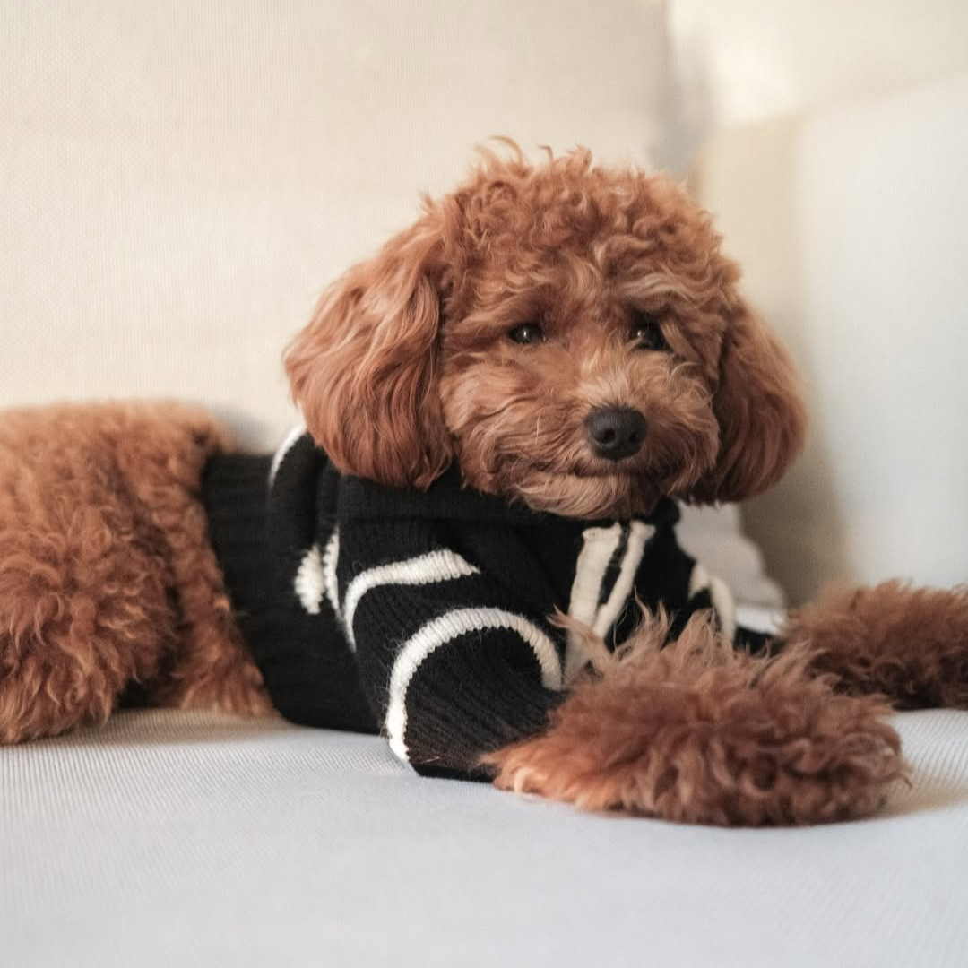 "Cortado" Striped Zipper Turtleneck Dog Sweater
