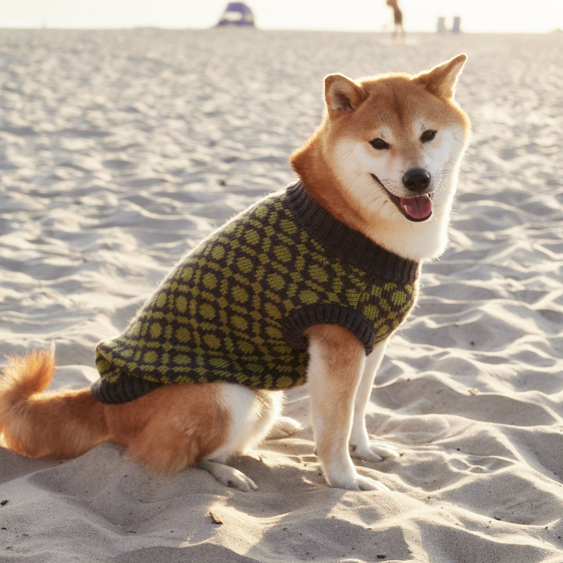 Dog wearing the Matcha olive green sleeveless dog sweater, Hoshiba