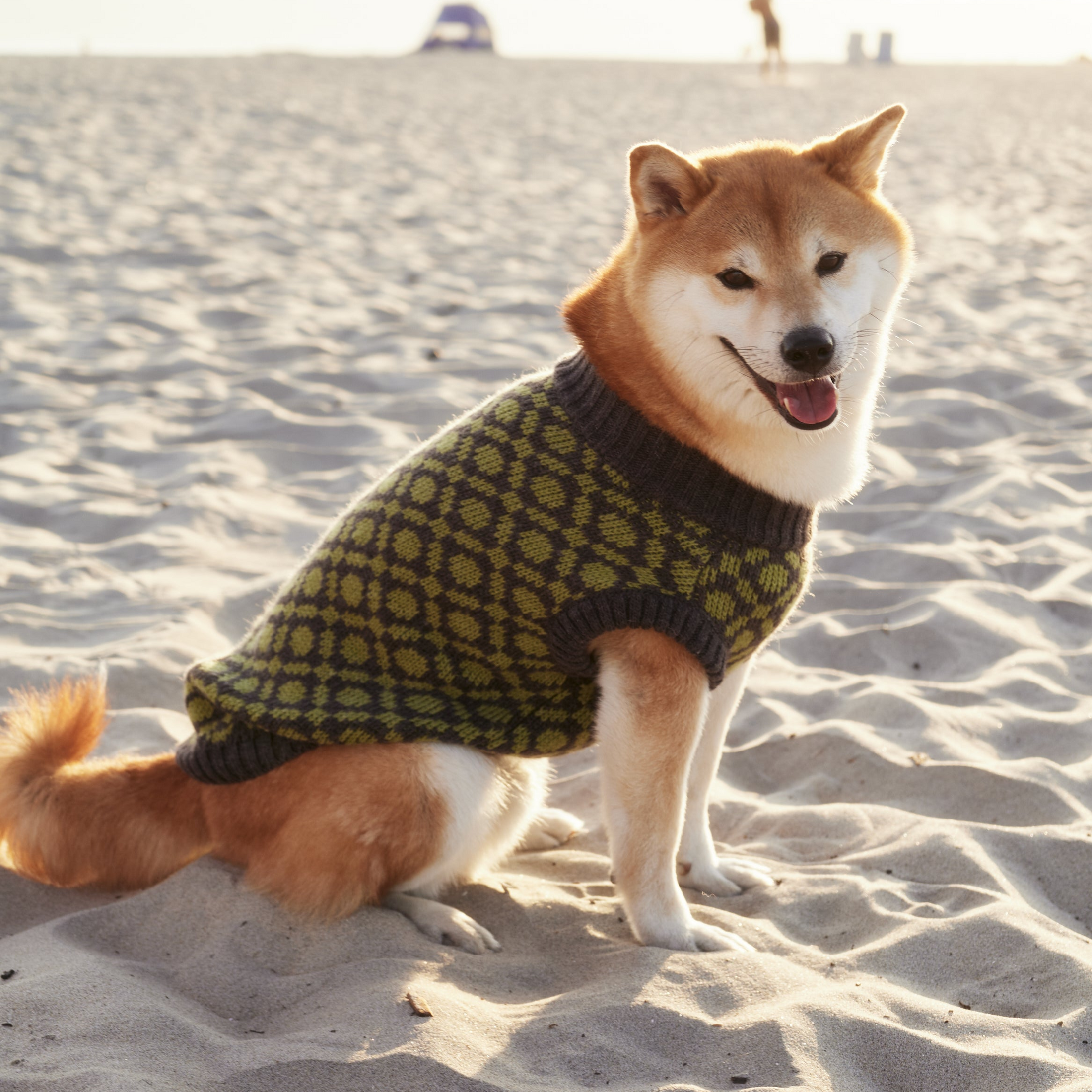 "Matcha" Ribbed Crewneck Dog Sweater