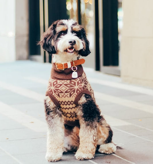 "Latte" Turtleneck Knit Dog Sweater