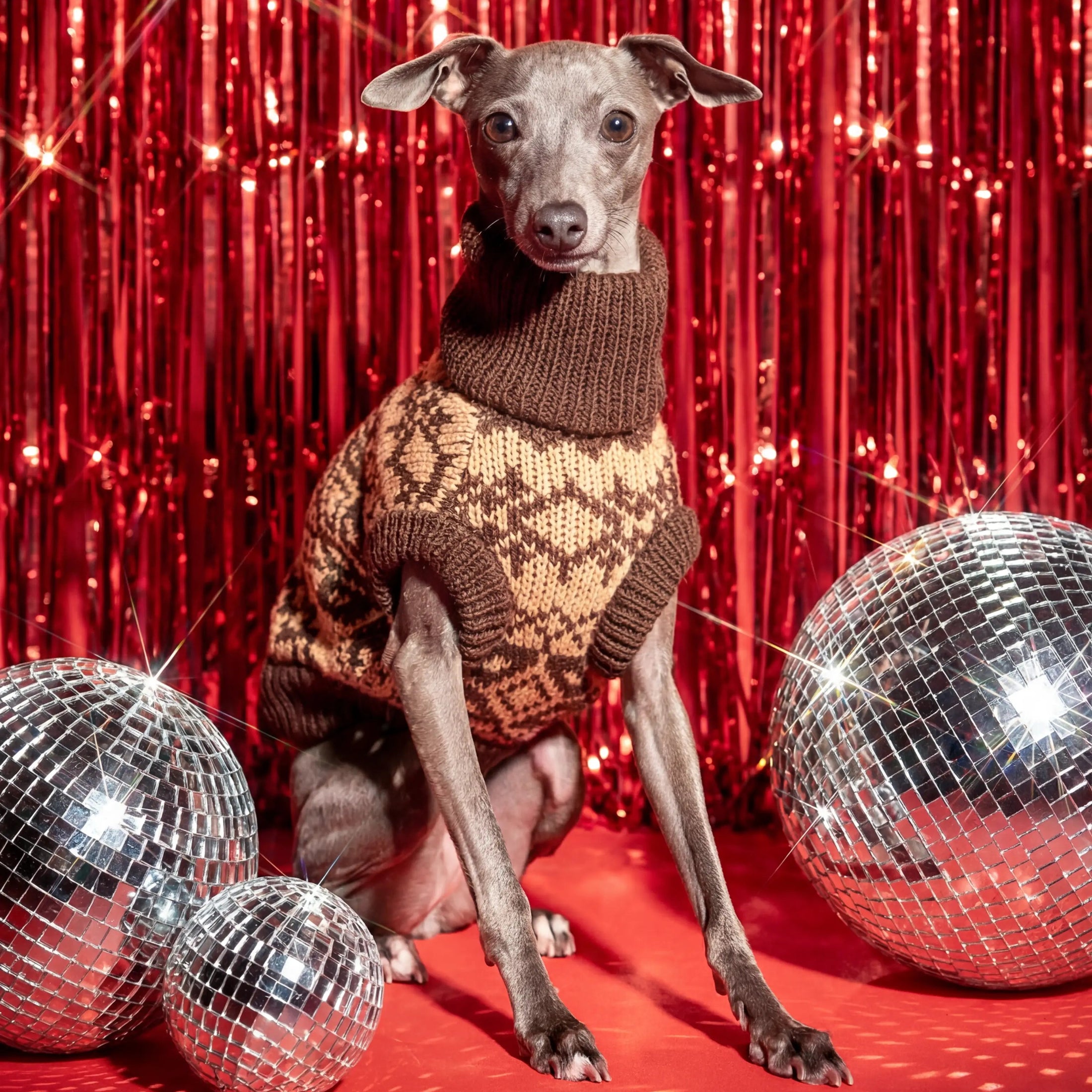 Dog wearing a sweater in front of a red curtain with disco balls
