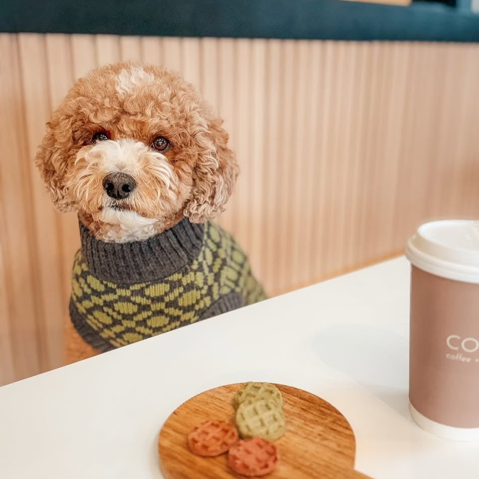 Dog wearing the Matcha olive green ribbed knit dog sweater by Hoshiba