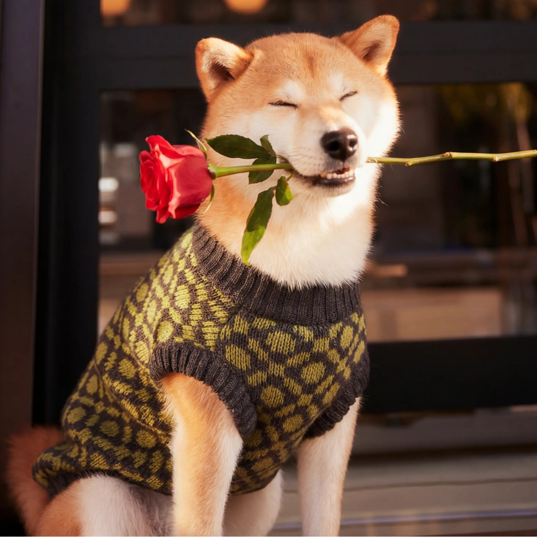 Dog in a sweater holding a rose in front of a coffee shop window