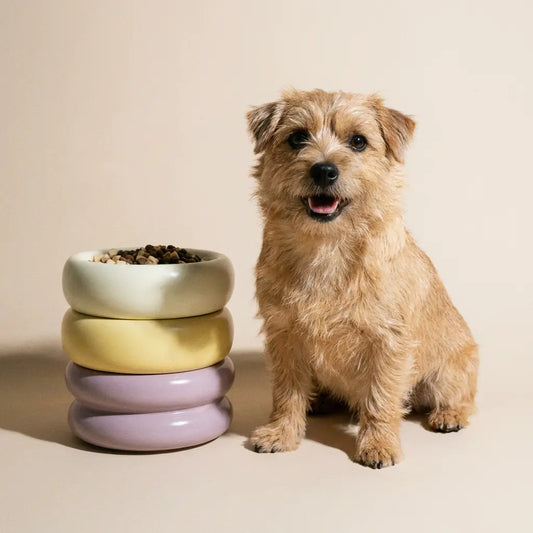 The Donut | Ceramic Food Bowl for Cats and Small Dogs