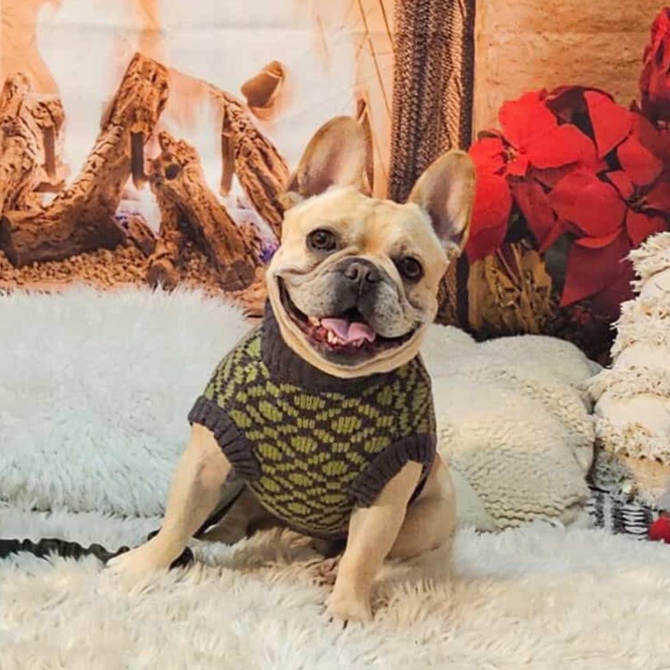 Dog wearing a green sweater sitting on a fluffy white surface with decorative elements in the background.
