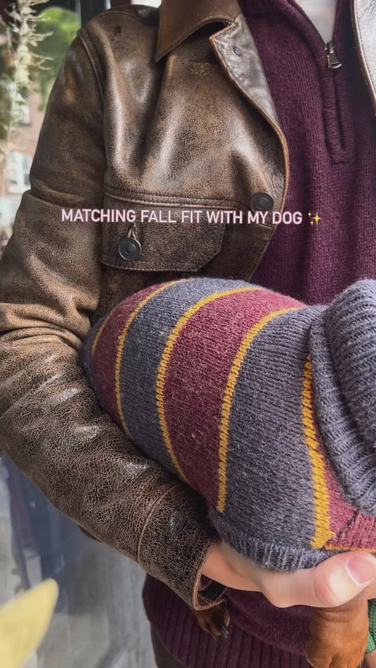 Chopper the dachshund wearing the Hoshiba Chai striped turtleneck dog sweater on a fall walk in New York
